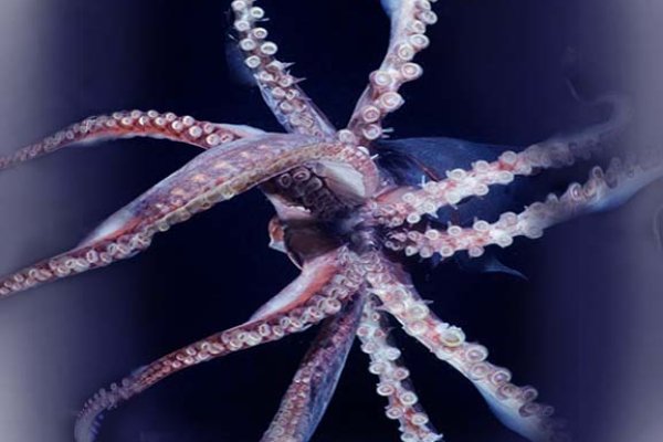 Kraken 26 at