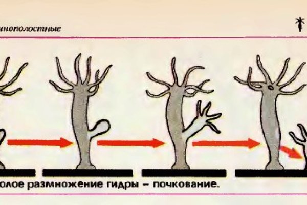 Kraken зеркало krakens13 at