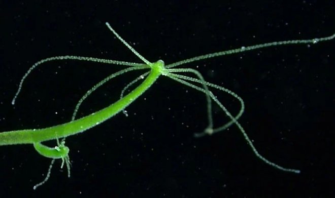 Kraken 1 2