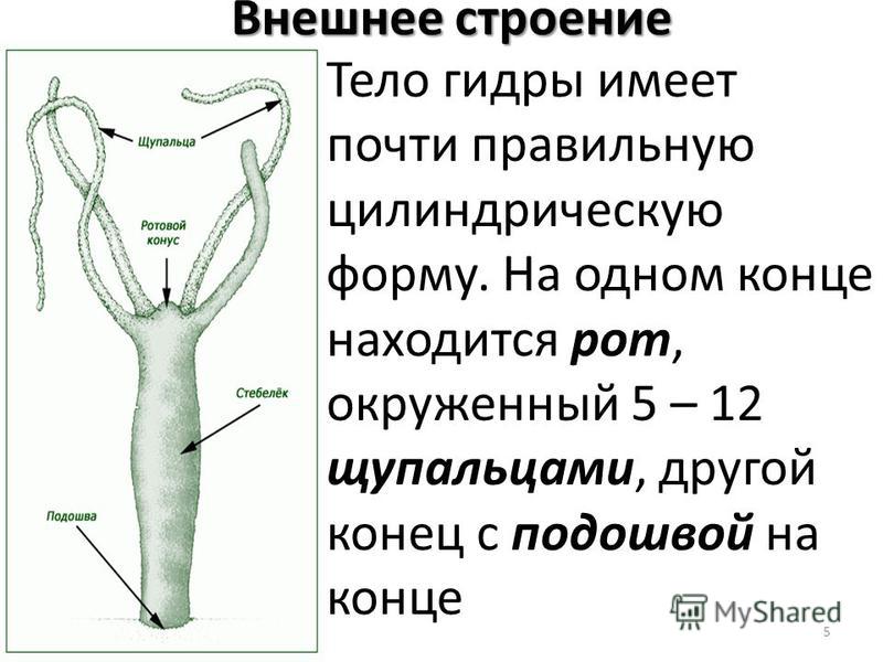 Кракен маркет даркент только через тор